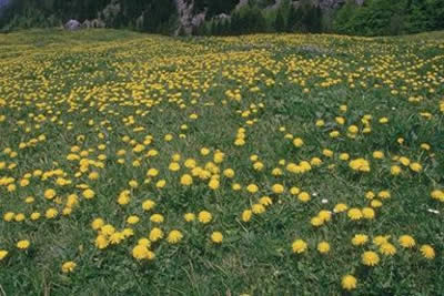 Campo in fiore vicino alla contessa+